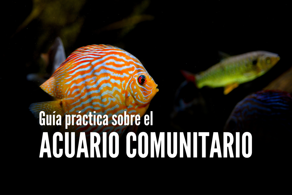 Guía práctica sobre el Acuario Comunitario 1 | Jaime Sargot
