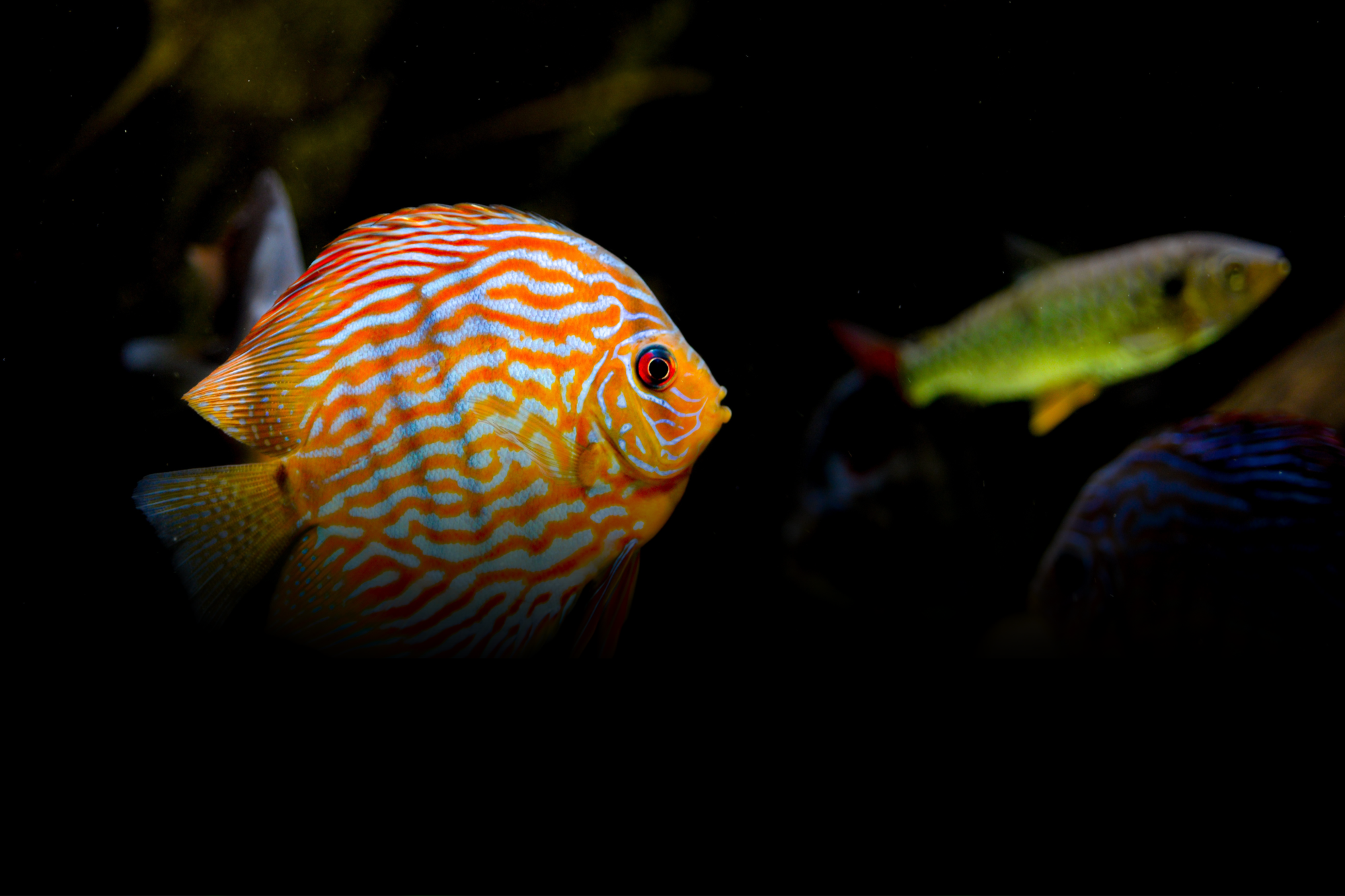 Guía práctica sobre el Acuario Comunitario 2 | Jaime Sargot