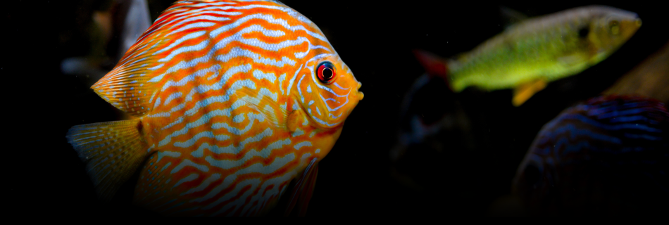 Guía práctica sobre el Acuario Comunitario 2 | Jaime Sargot