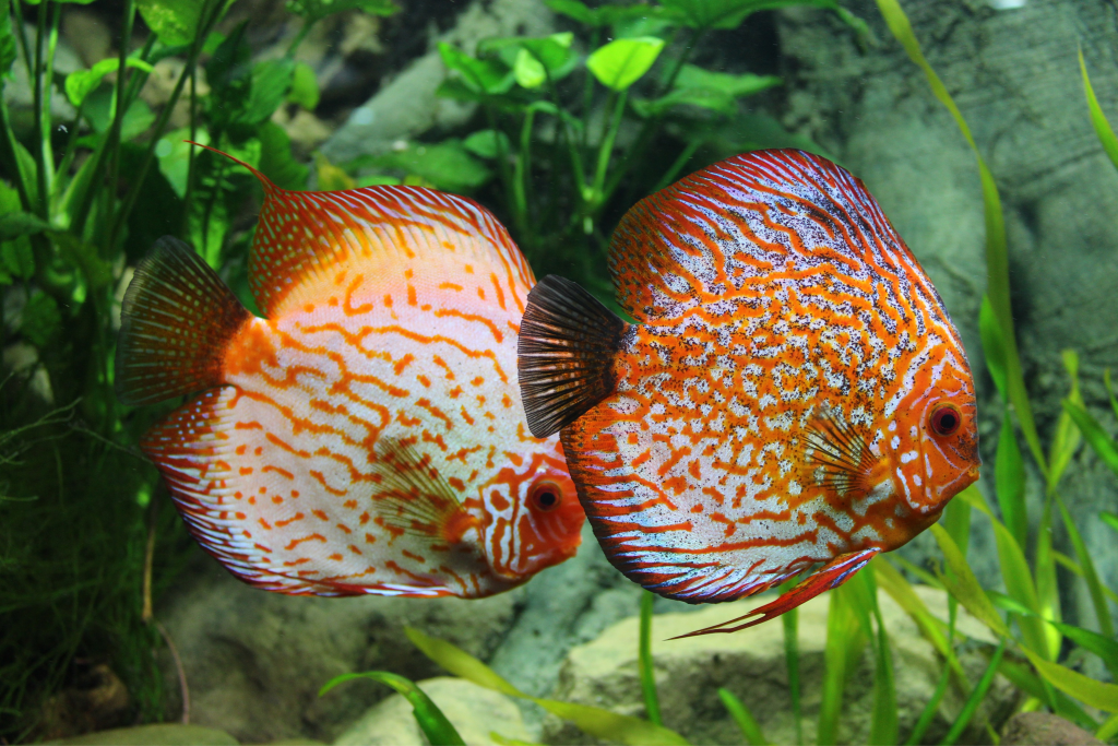 Guía práctica sobre el Acuario Comunitario 3 | Jaime Sargot