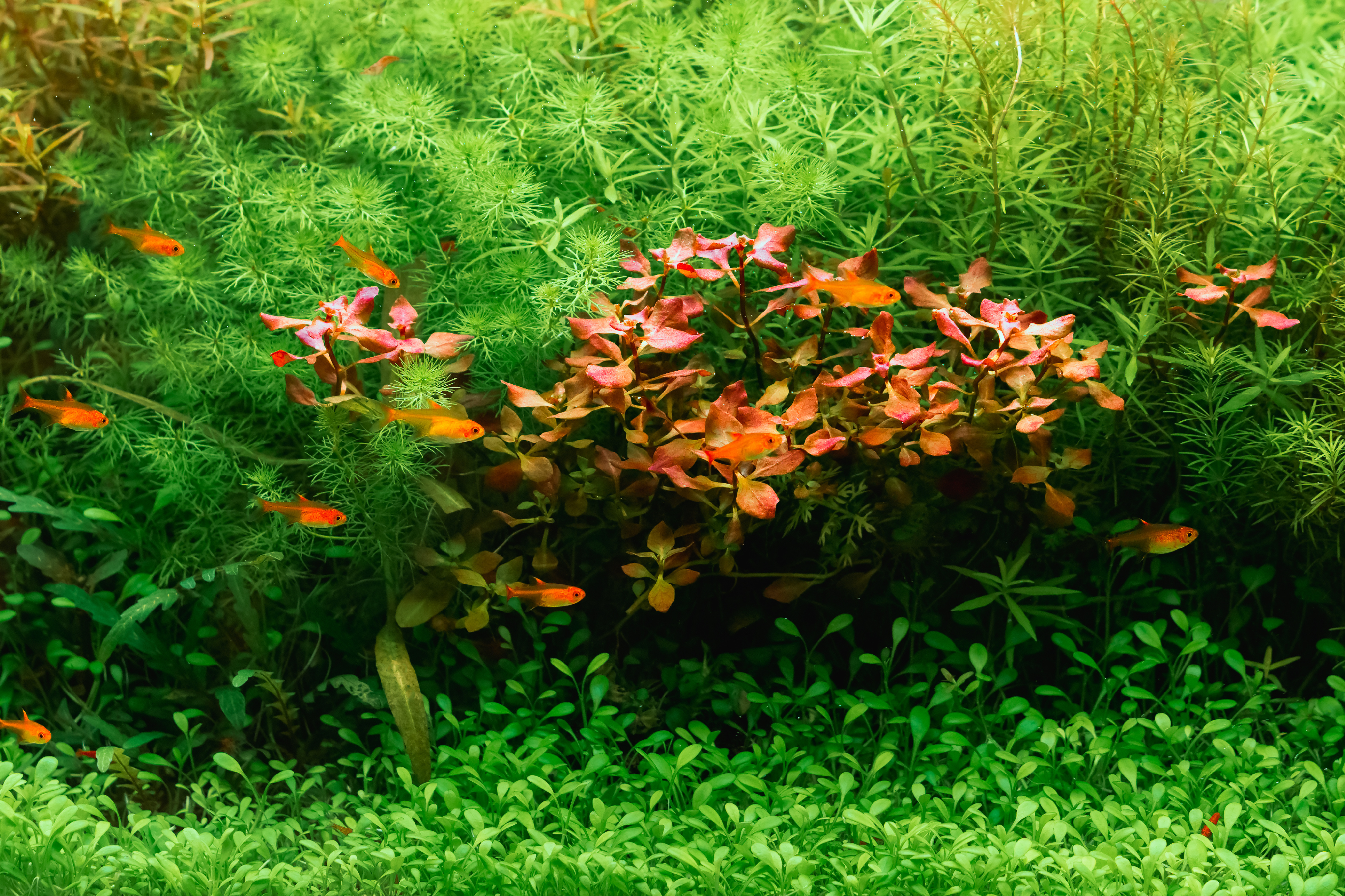 Plantas naturales para Acuario Comunitario 1 | Jaime Sargot