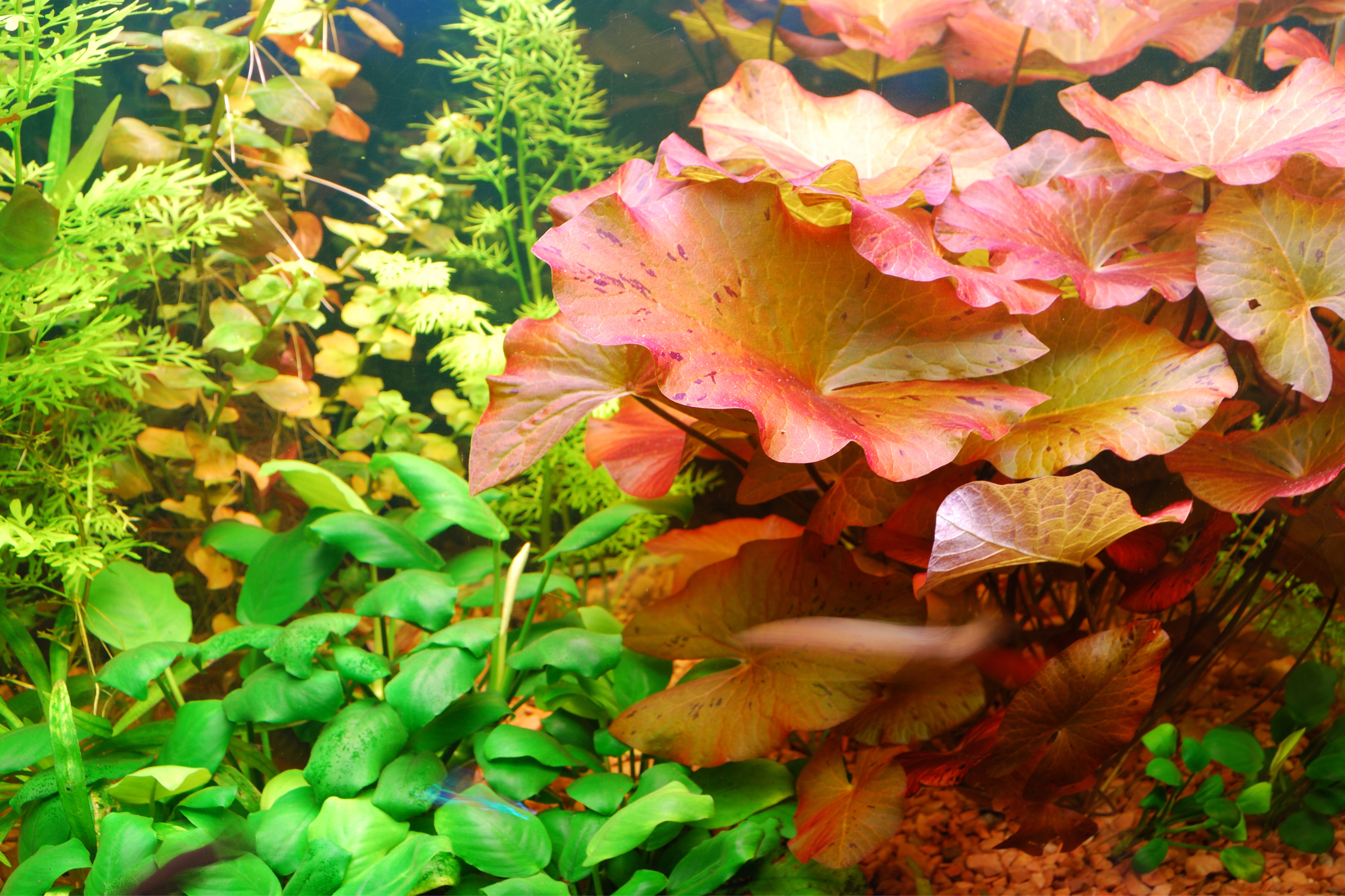 Plantas naturales para Acuario Comunitario 2 | Jaime Sargot