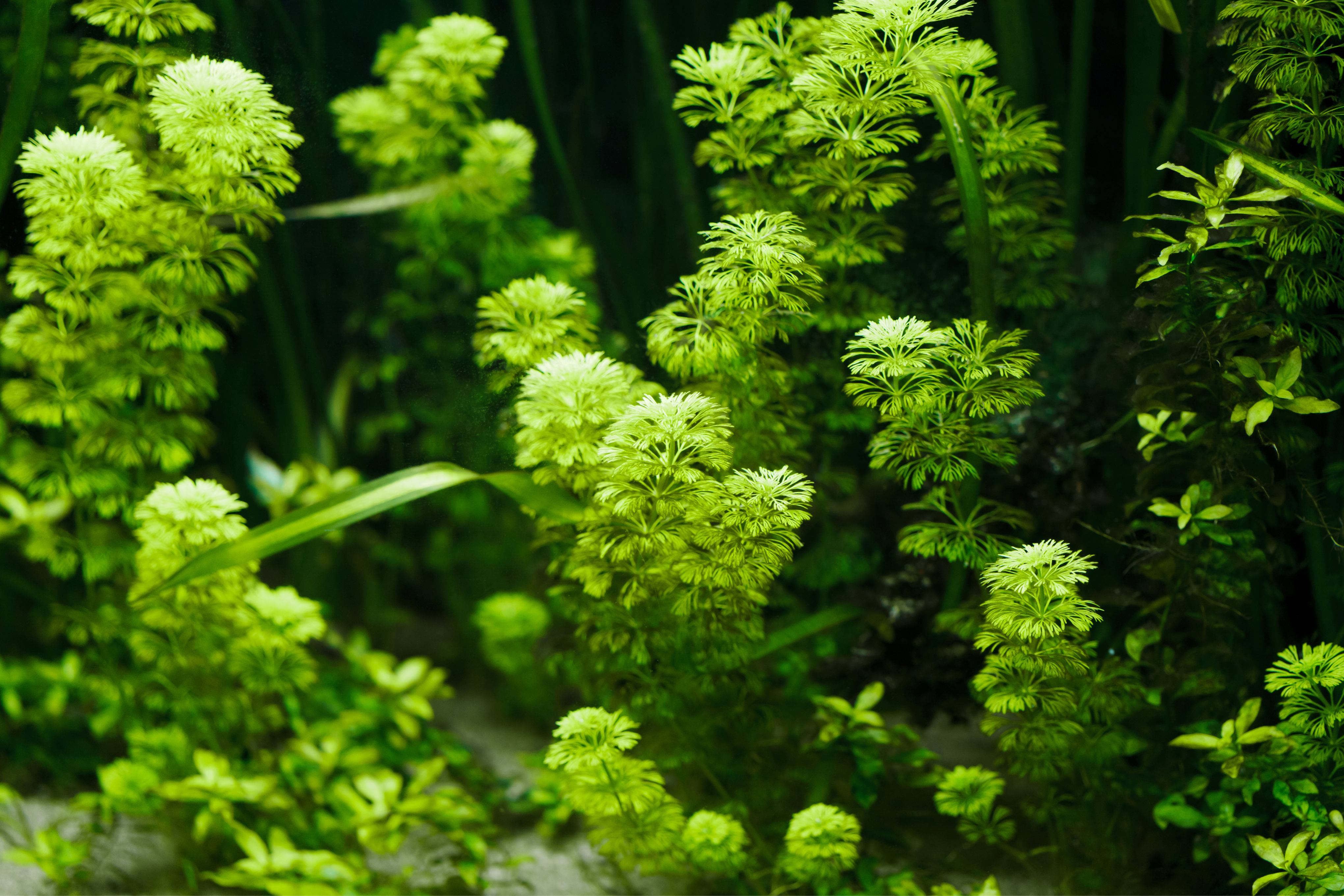 Plantas naturales para Acuario Comunitario 3 | Jaime Sargot