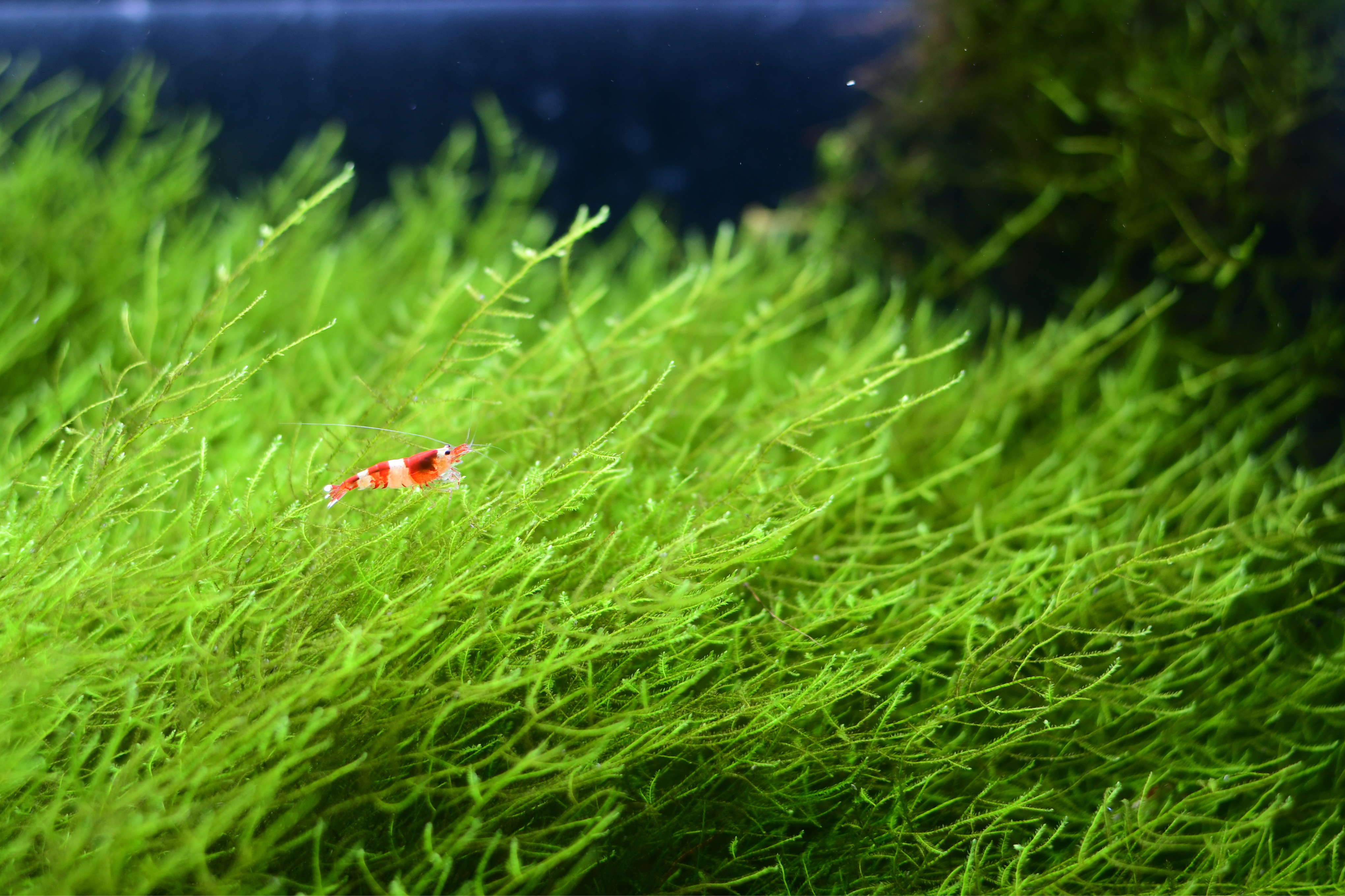 Plantas naturales para Acuario Comunitario 4 | Jaime Sargot
