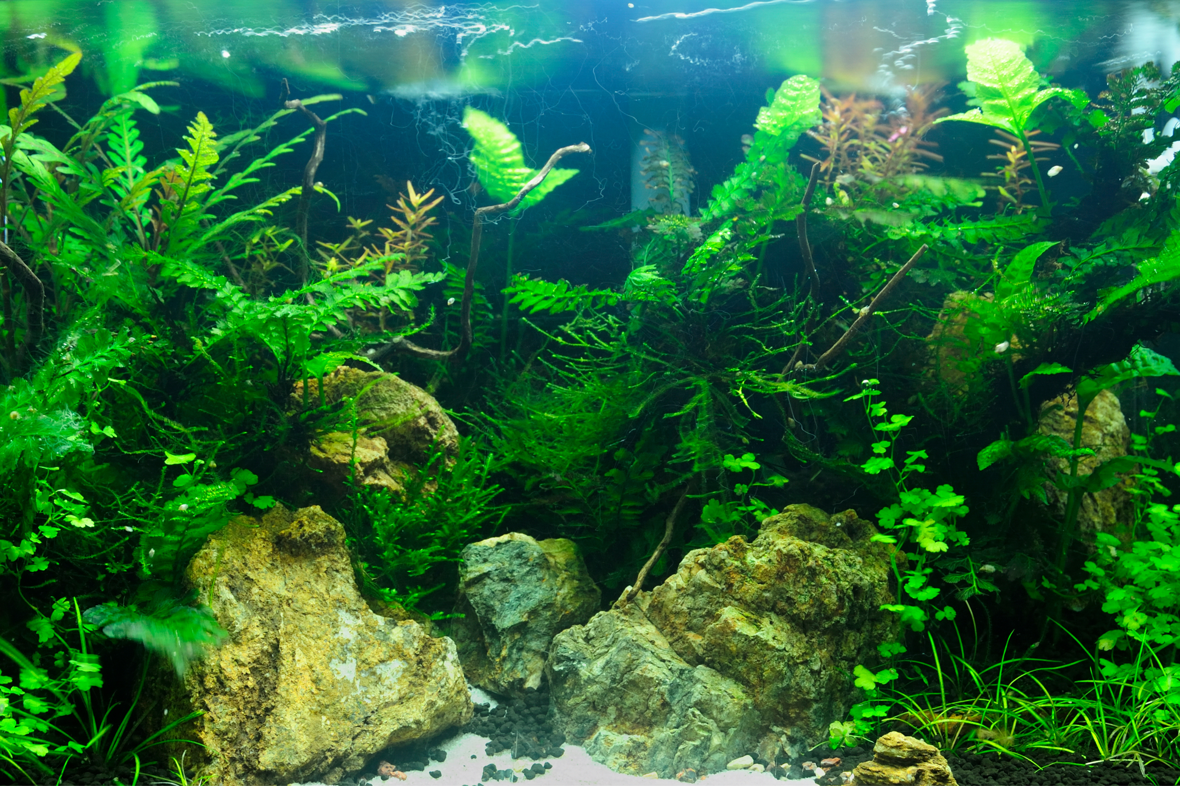 Plantas naturales para Acuario Comunitario 5 | Jaime Sargot
