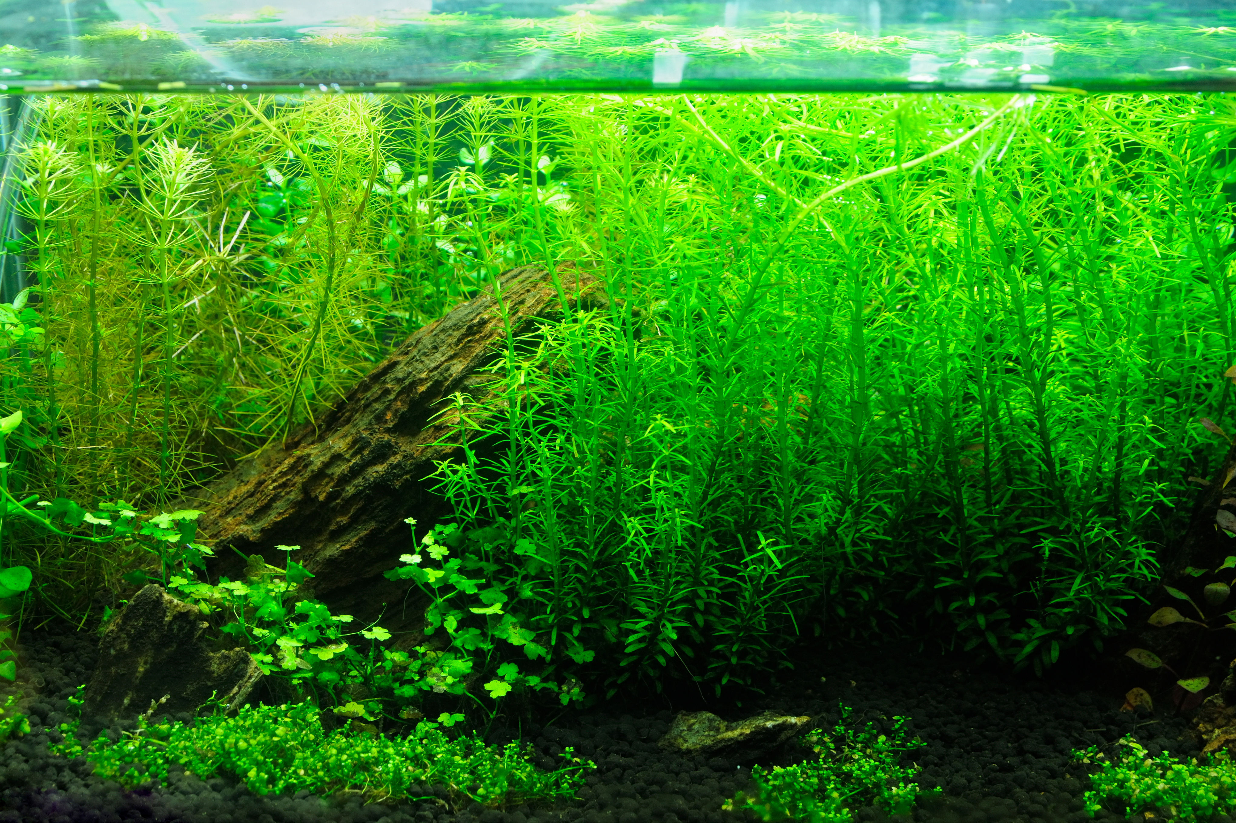 Plantas naturales para Acuario Comunitario 6 | Jaime Sargot